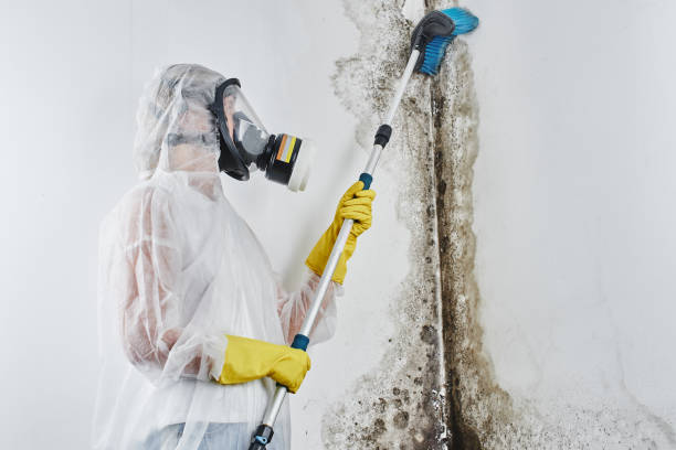 Best Crawl Space Mold Removal  in Cherry Creek, CO