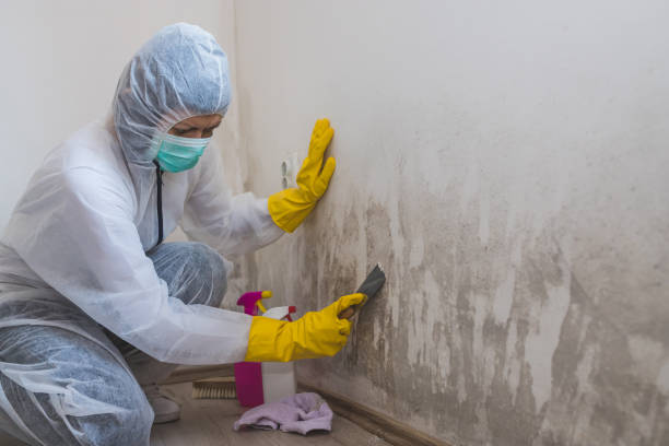 Best Certified Mold Removal  in Cherry Creek, CO