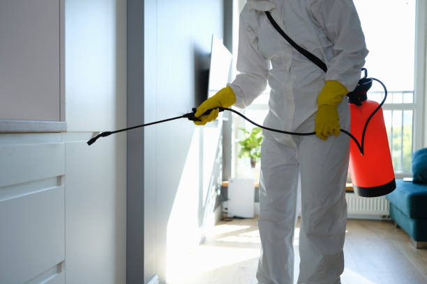 Best Black Mold Removal  in Cherry Creek, CO