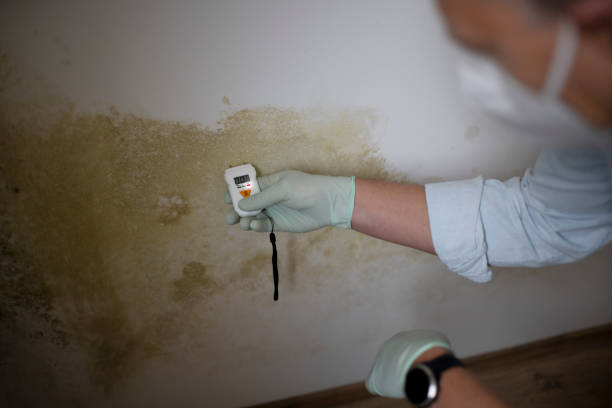 Best Attic Mold Removal  in Cherry Creek, CO
