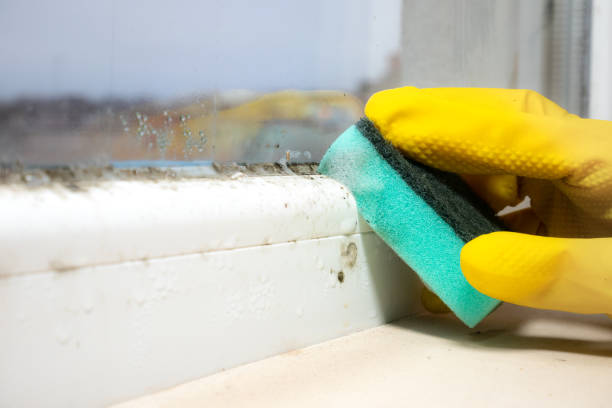 Best Crawl Space Mold Removal  in Cherry Creek, CO