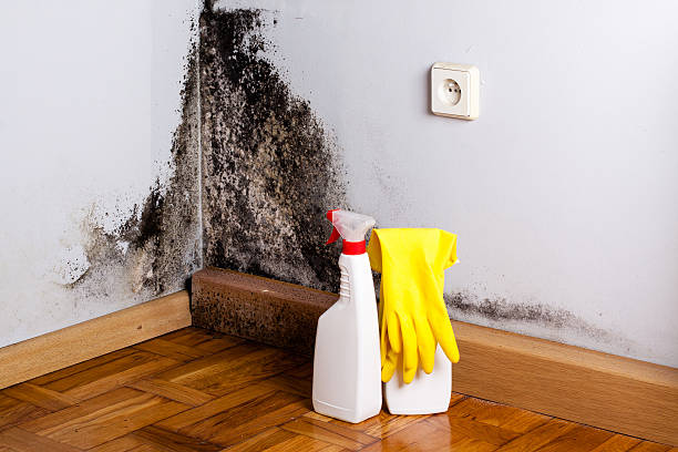 Crawl Space Mold Removal in Cherry Creek, CO