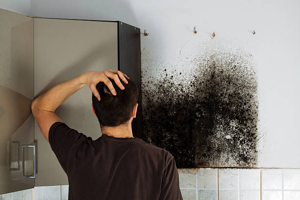 Best Mold Removal Company Near Me  in Cherry Creek, CO