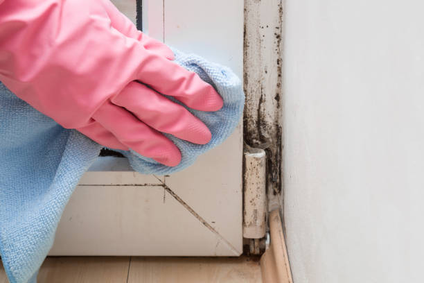 Attic Mold Removal in Cherry Creek, CO